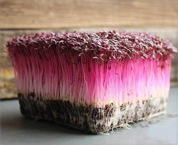 Red Amarnthus Microgreens